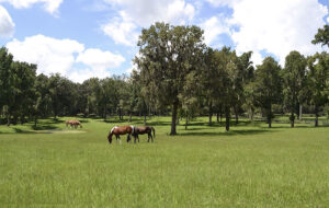 grazing horses in green grassy field with trees and fenceline ocala marion county feature