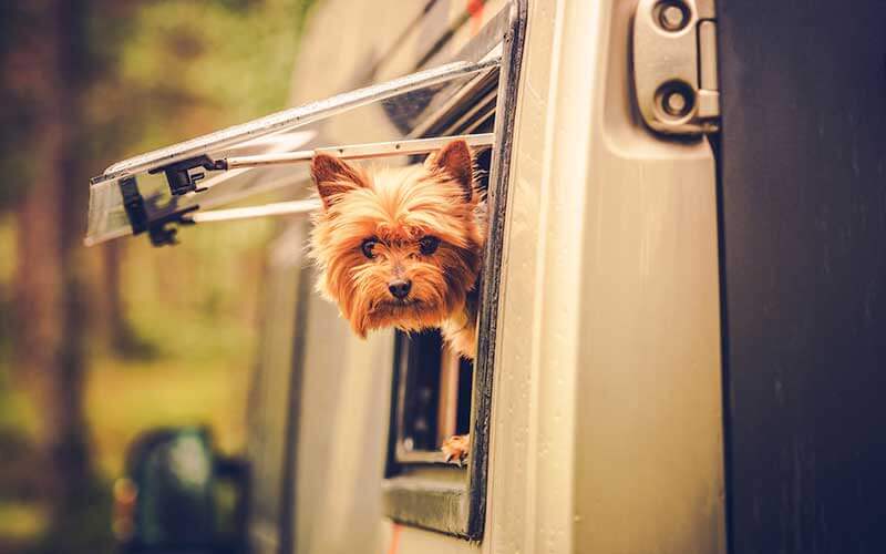 https://www.enjoyflorida.com/wp-content/uploads/2020/01/dog-looks-out-from-rv-window-how-travel-with-pet-post.jpg