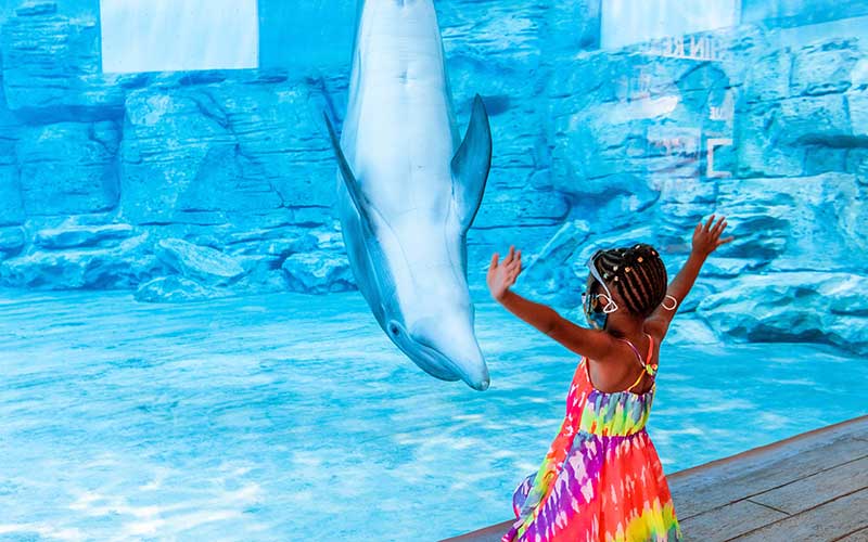 gallereplay  Girl Watching Dolphins Swimming in Aquarium