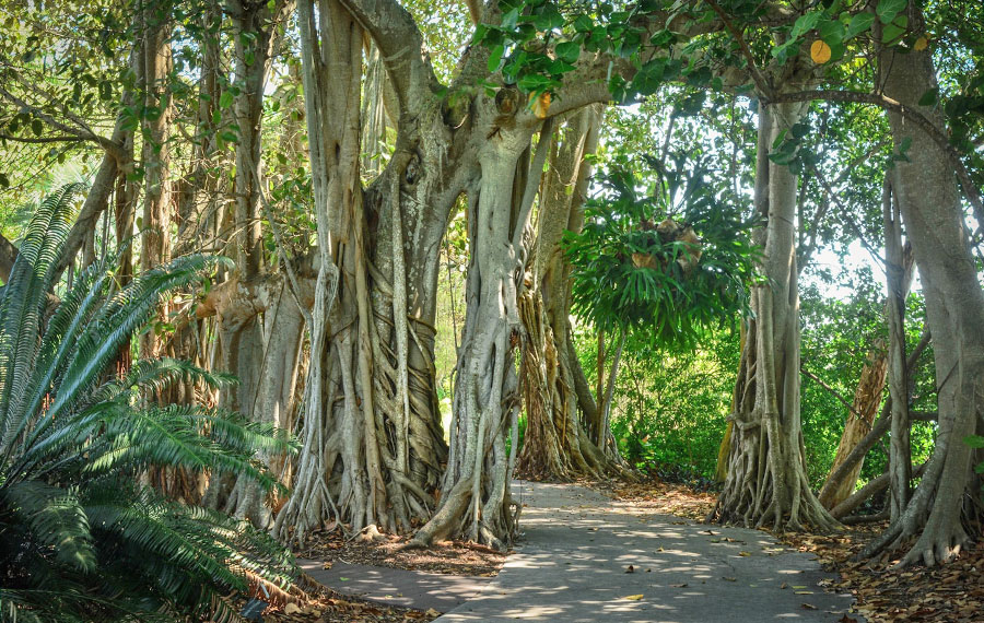garden pathway leading through tropical canopy with banyan trees at marie selby botanical gardens downtown sarasota