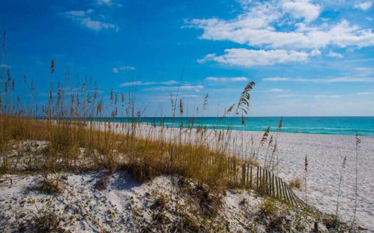 beach with dunes and sea oats at perdido key state park pensacola