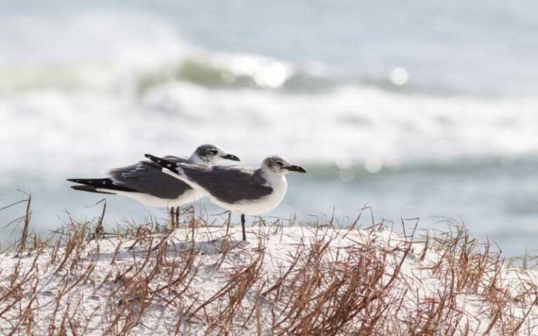 birds on dune with beach at perdido key state park pensacola