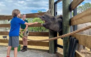 boy feeding rhino through fence at gulf breeze zoo pensacola