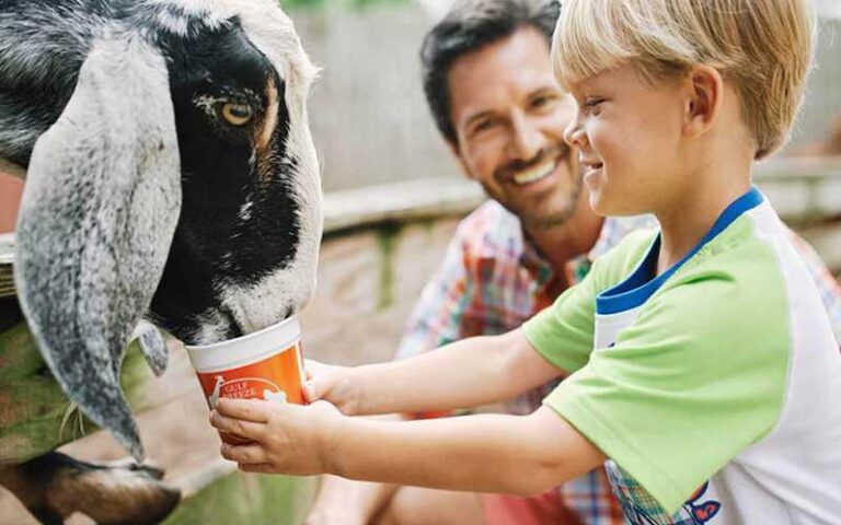 boy with dad feeding goat from cup at gulf breeze zoo pensacola