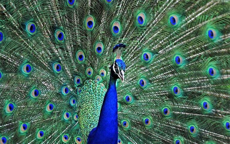 closeup of peacock with tail feathers at flamingo gardens davie fort lauderdale
