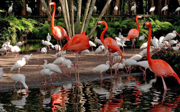 flamingos and white ibis in pond habitat at flamingo gardens davie fort lauderdale