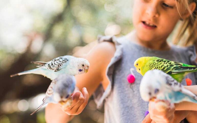 girl with parakeets perched on her arm at gulf breeze zoo pensacola