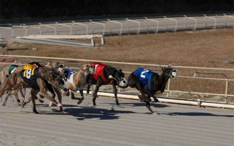 greyhounds racing on track on tv screen at daytona beach racing card club