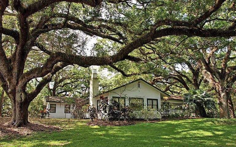 historic wray home with shady trees at flamingo gardens davie fort lauderdale