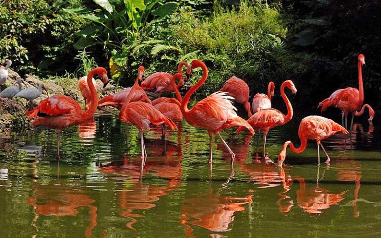 magenta colored flamingos in pond at flamingo gardens davie fort lauderdale