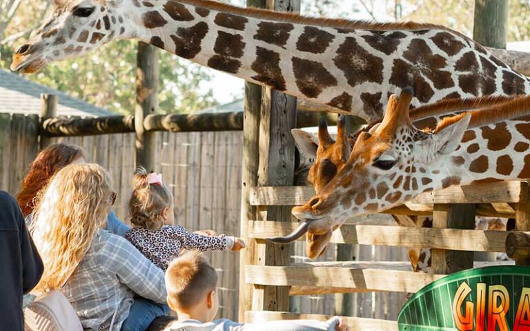 mom holding toddler feeding giraffes at gulf breeze zoo pensacola