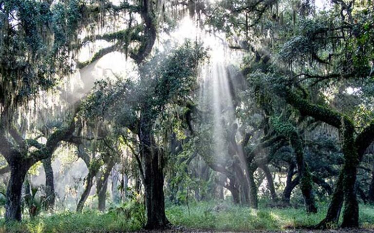 oak tree hammock with sunlight at circle b bar reserve lakeland