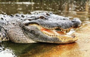pair of alligators with mouth slightly open along bank at gatorland orlando