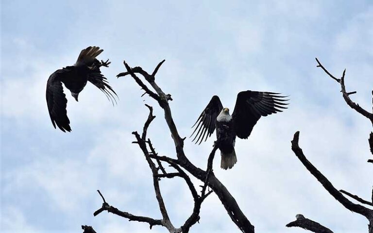 pair of bald eagles taking off from treetop at tomoka state park ormond daytona beach