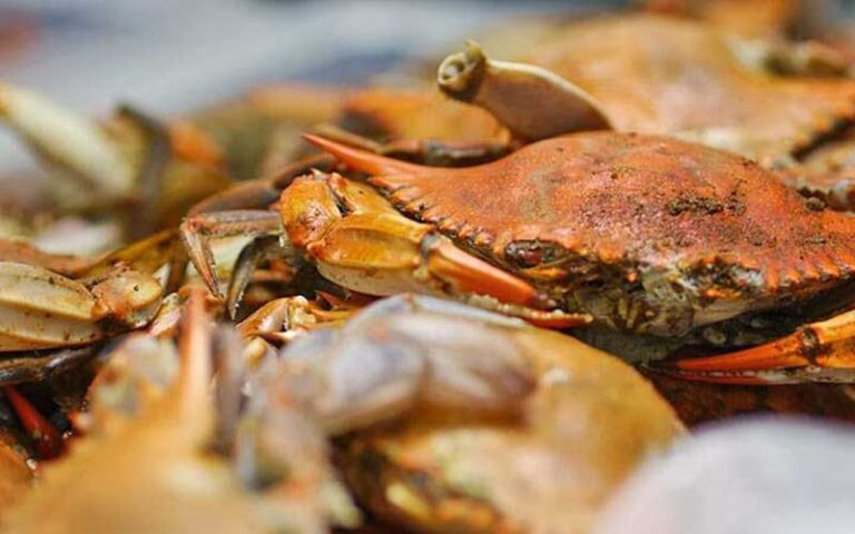 pile of crabs at joe pattis seafood pensacola