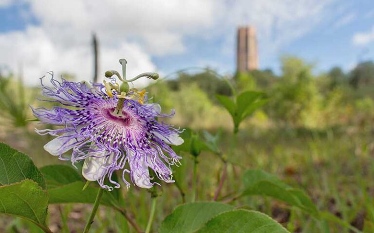 rare iris flower with grass field in background at bok tower gardens lake wales