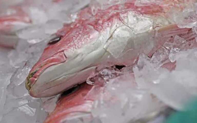 red snapper on ice at joe pattis seafood pensacola