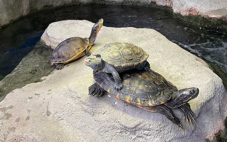 three turtle in rock river habitat at marine science center daytona beach