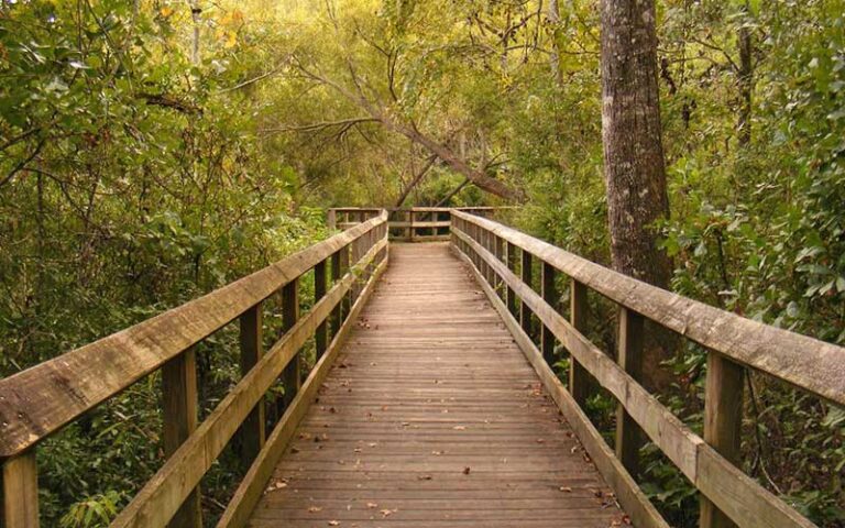 boardwalk trail extending through wooded area at tom brown park tallahassee