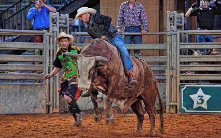 bull rider and cowboys in corral at westgate river ranch resort rodeo