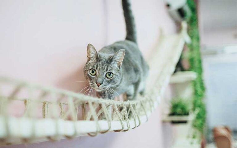 grey cat walking along wall mounted cat bridge at tally cat cafe tallahassee