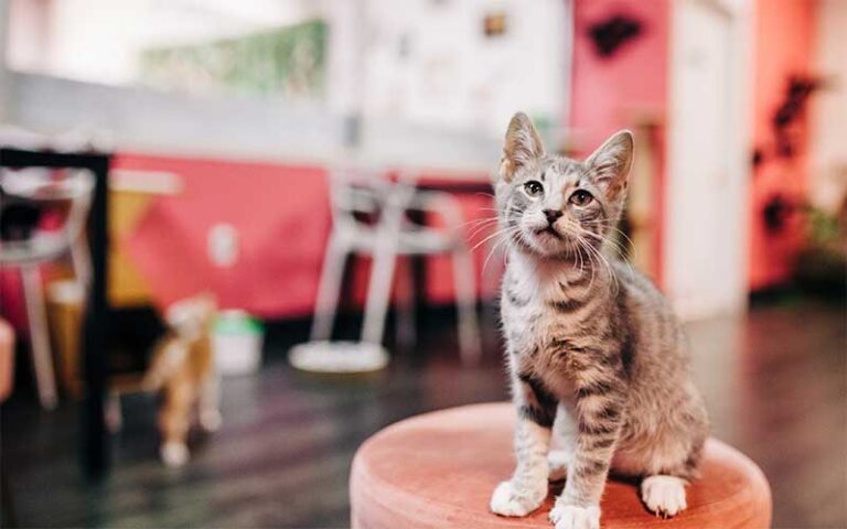 grey kitten sitting on stool in pink cafe area at tally cat cafe tallahassee