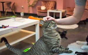 hand petting cat in lounge area at tally cat cafe tallahassee