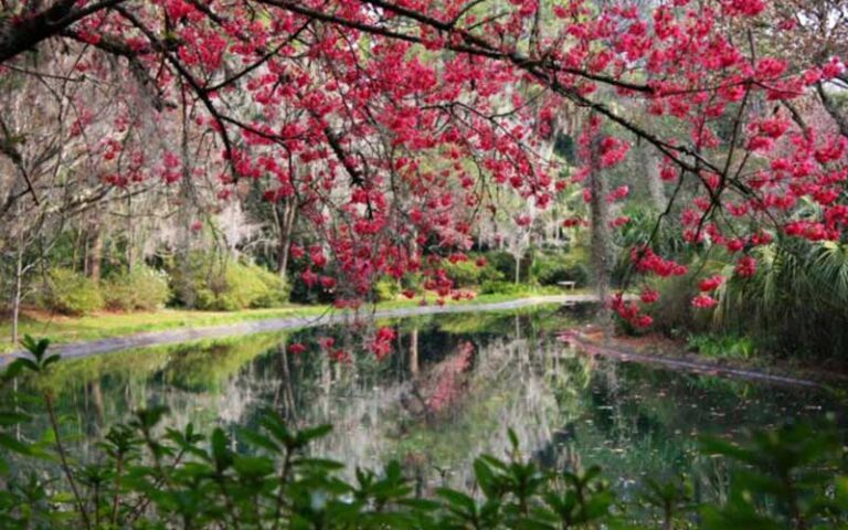 pond with red blooms above at alfred b maclay gardens state park tallahassee