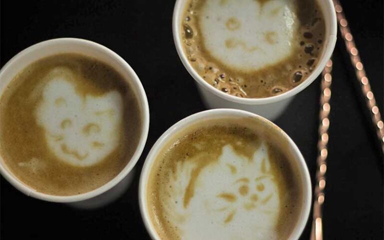 three lattes with cat froth art at tally cat cafe tallahassee