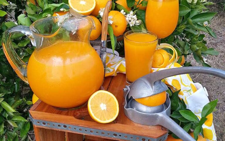 orange juicer and pitcher on table in grove at showcase of citrus clermont kissimmee