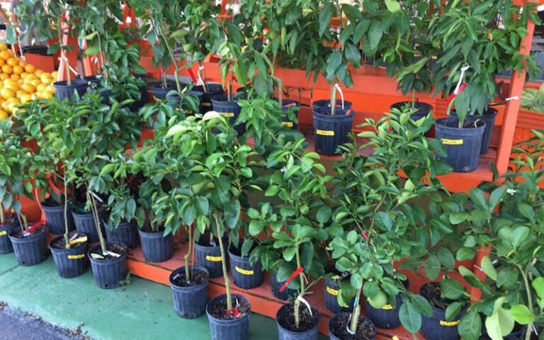 potted citrus trees for sale on rack at elis orange world kissimmee