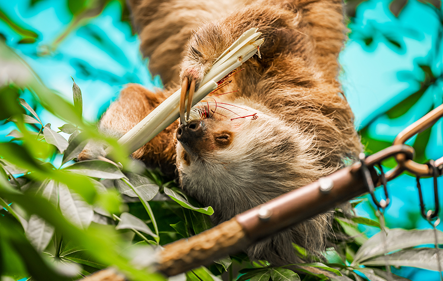 two toed sloth hanging upside down in tree eating at life exhibit orlando science center