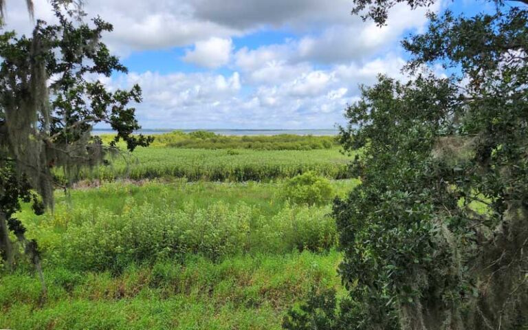 aerial view of lake jesup through trees from observation tower at lake jesup conservation area sanford orlando