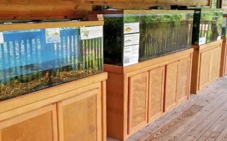 aquarium tanks along porch with native fish and amphibians at oakland nature preserve winter garden orlando