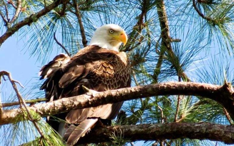 bald eagle perched in pine tree at little wekiva river preserve state park sanford