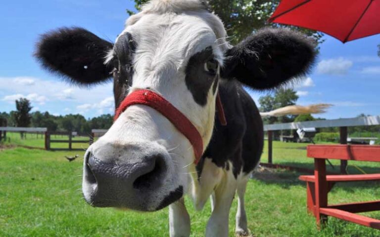 black and white cow with red bridle at petting zoo ocala