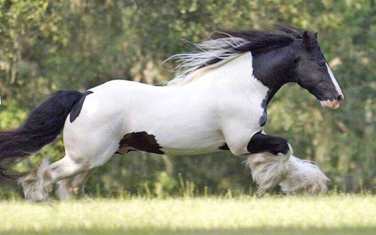 black and white horse running at gypsy gold horse farm ocala