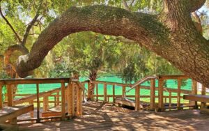 boardwalk dock with curving oak tree and green spring water below at gemini springs park debary