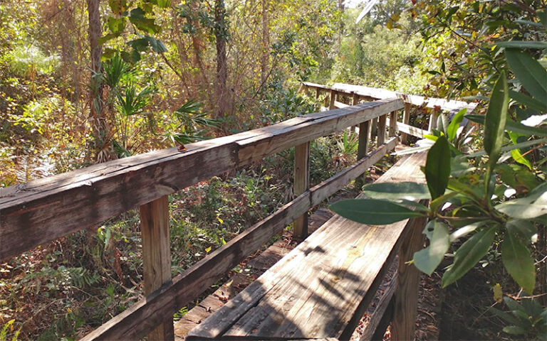 boardwalk through wooded hammock at econ river wilderness area oviedo orlando