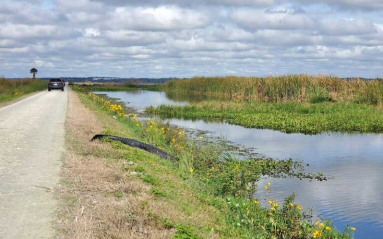 cars along canal road with gator sunning on bank of wetland at lake apopka wildlife drive