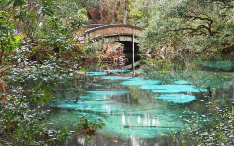 clear spring with footbridge at ocala national forest