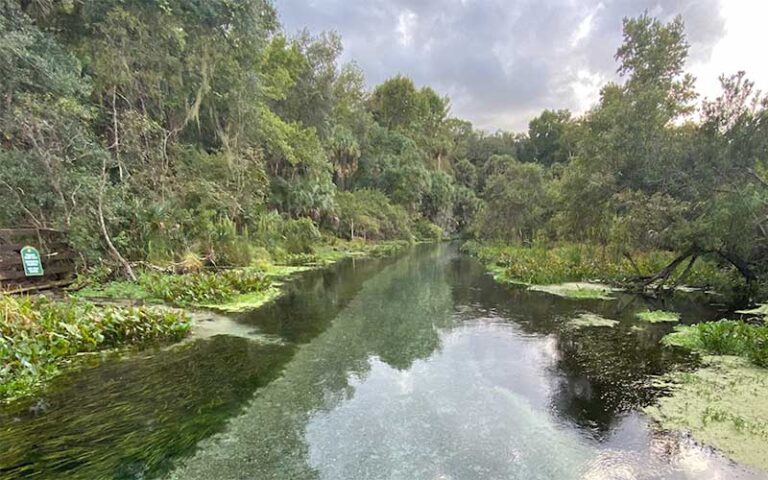 creek area shrouded in overhanging trees at kelly park rock springs apopka orlando