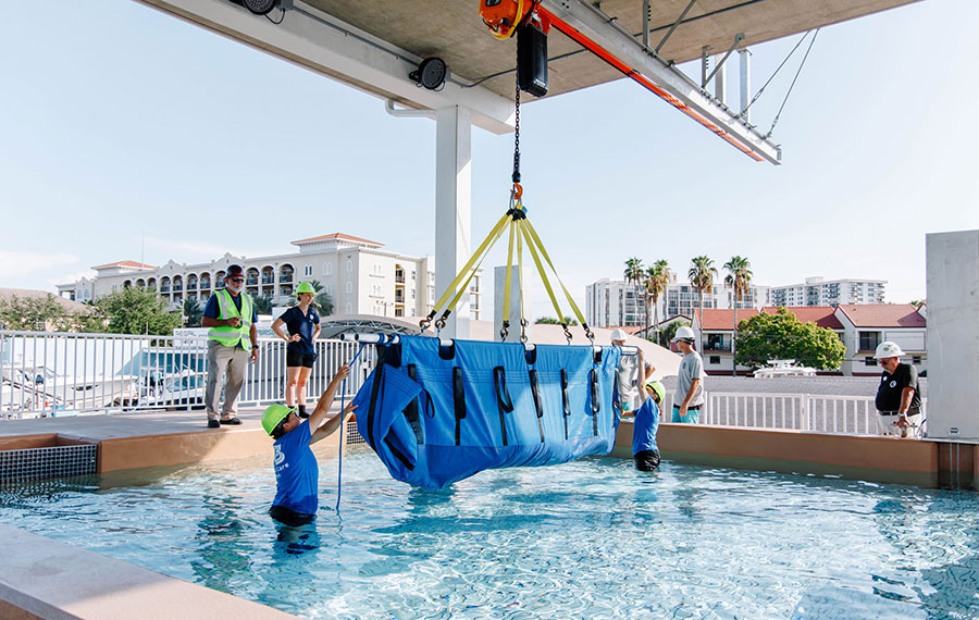 crew moving craned manatee into pool at clearwater marine aquarium