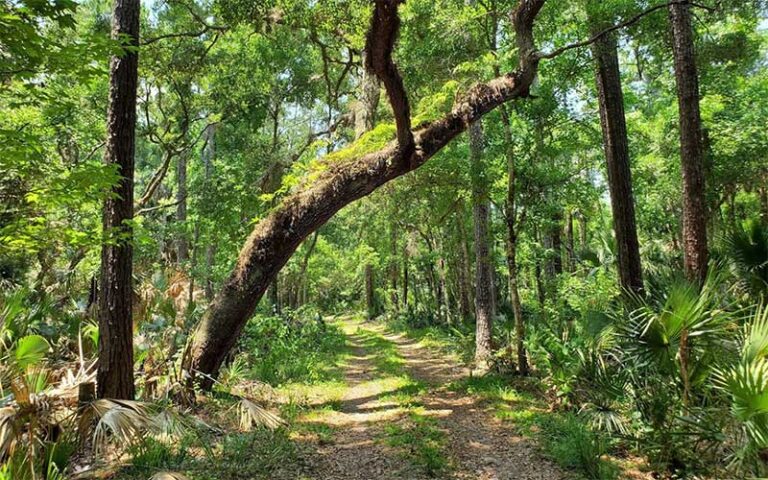 forest canopy with oaks and field road trail at cactus jacks trail rides ocala