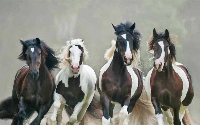 four black and white horses running at gypsy gold horse farm ocala