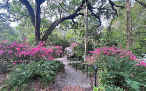 garden path with pink azaleas and bridge at dickson azalea park orlando