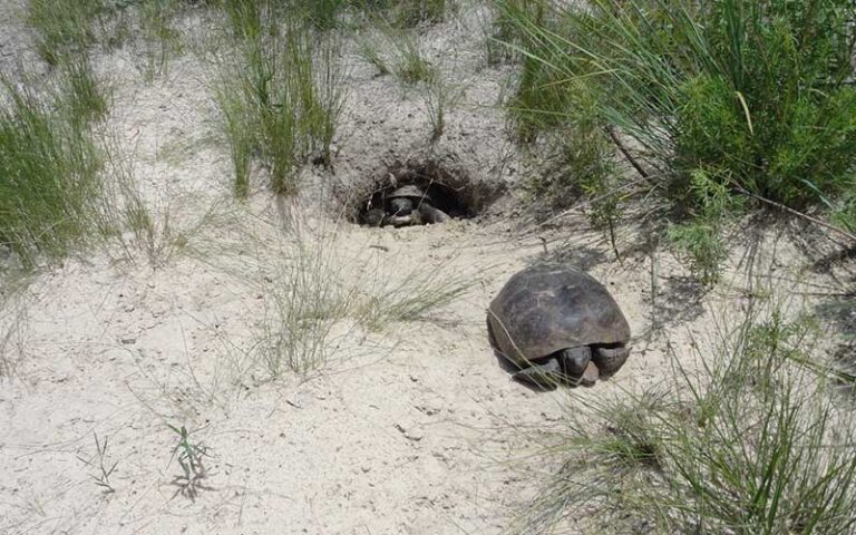 gopher tortoises in sand burrow at split oak forest wildlife environmental area orlando