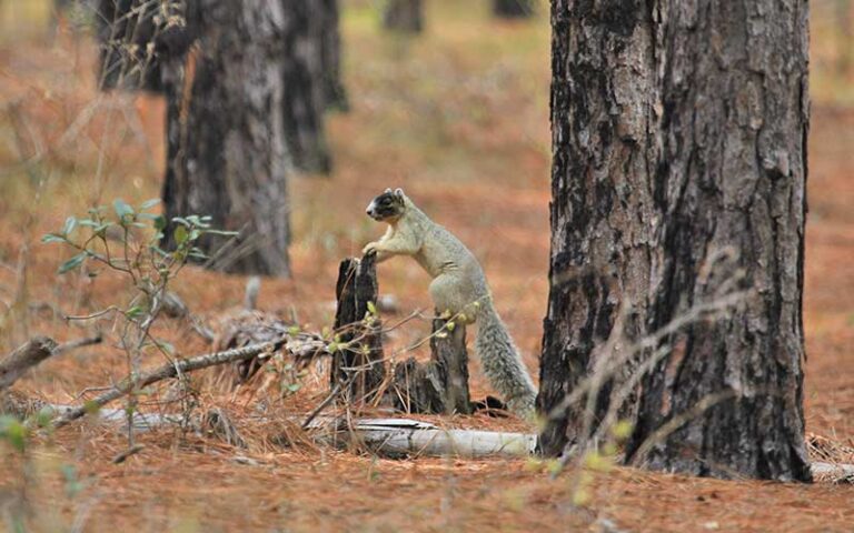 gray fox squirrel on stump in pine flatland at split oak forest wildlife environmental area orlando