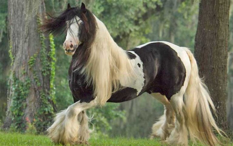 horse standing in field with trees at gypsy gold horse farm ocala