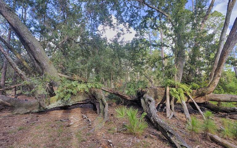 large oak tree split in half with both sides branching out at split oak forest wildlife environmental area orlando